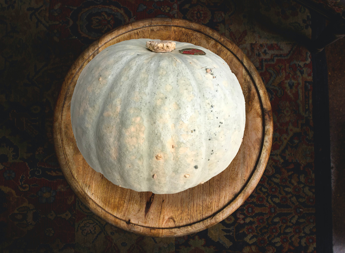 北海道 雪化粧かぼちゃ