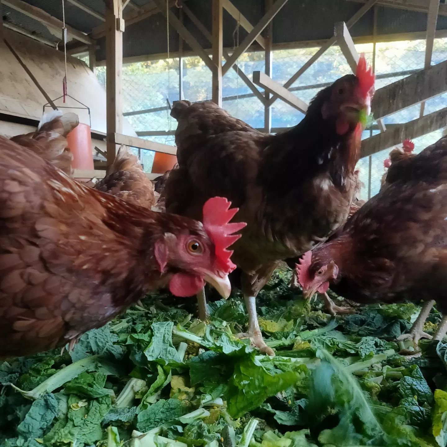 旬の野菜を食べる鶏