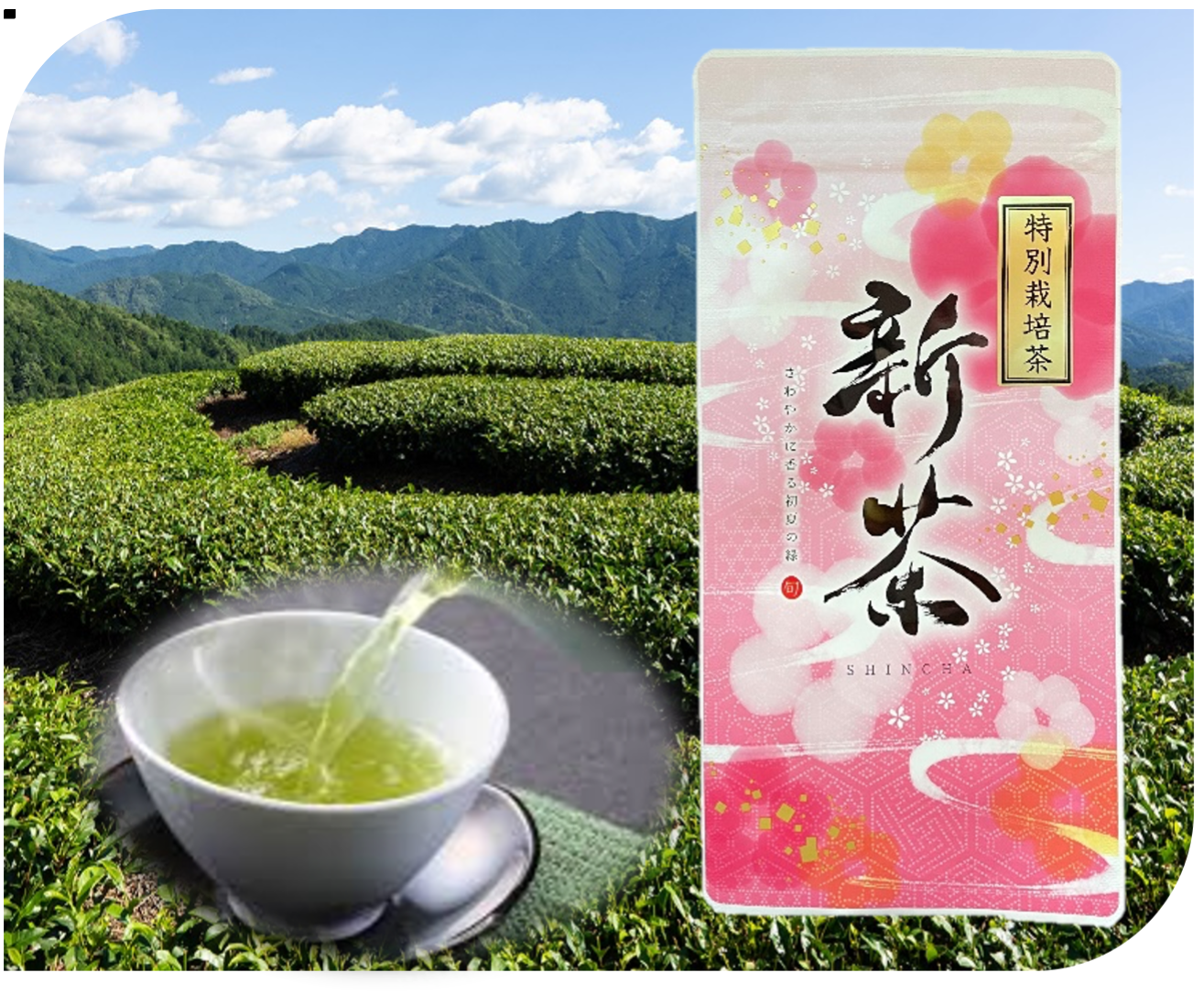 岐阜県東白川村　初摘茶　新茶