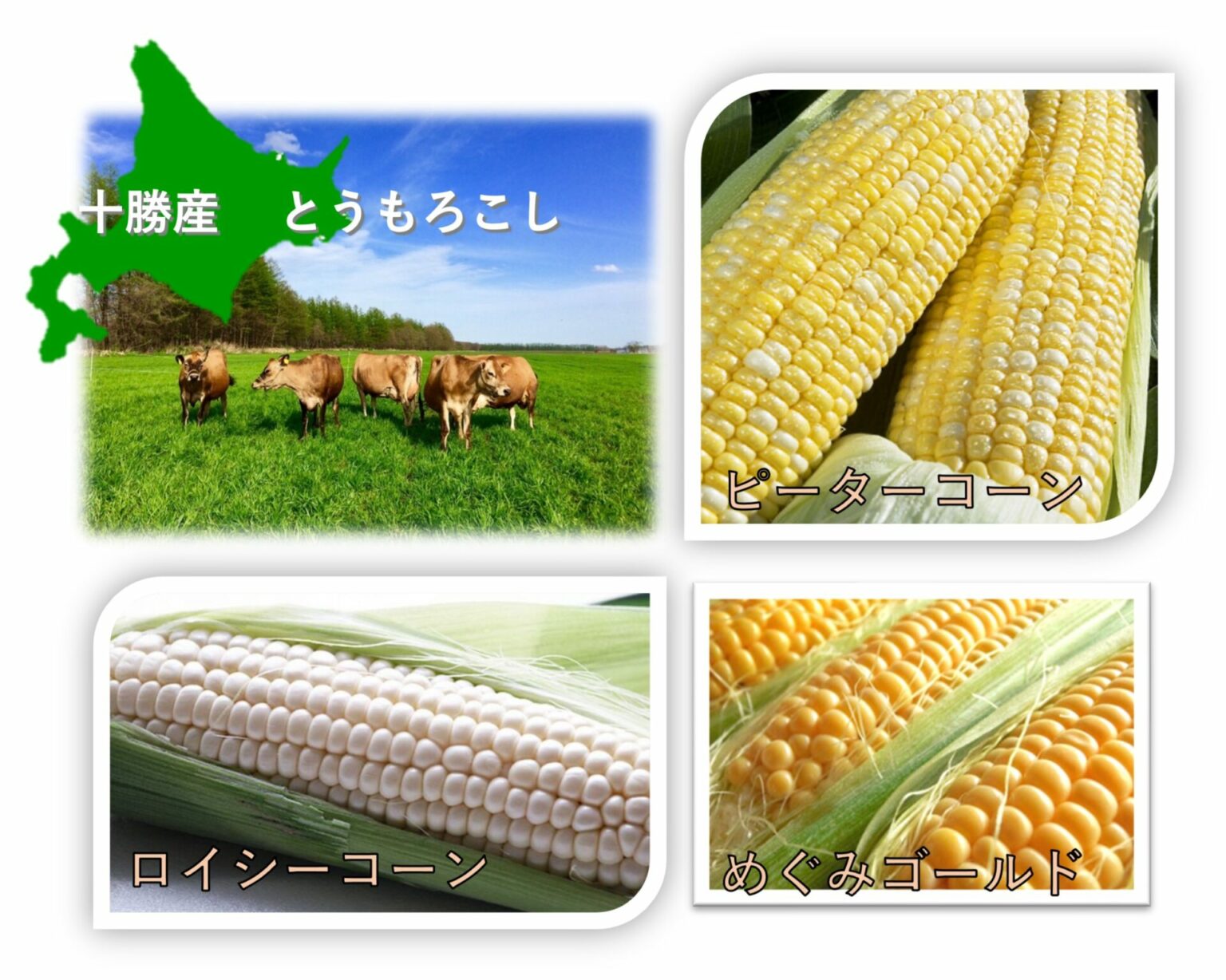 とうもろこしさま＊専用ページ＊ 夏ギフト】おひさまコーン10本【北海道産】とうもろこし：北海道