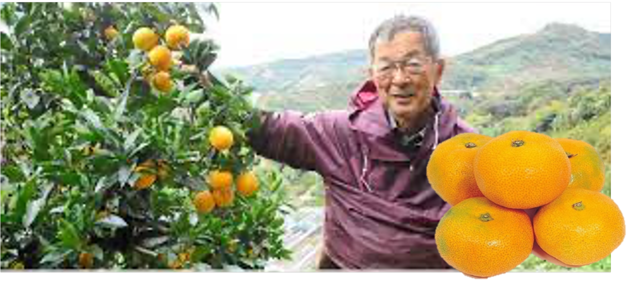 愛媛県宇和島　田口早生みかん