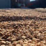 古代もち麦熊谷・ゆたか農場